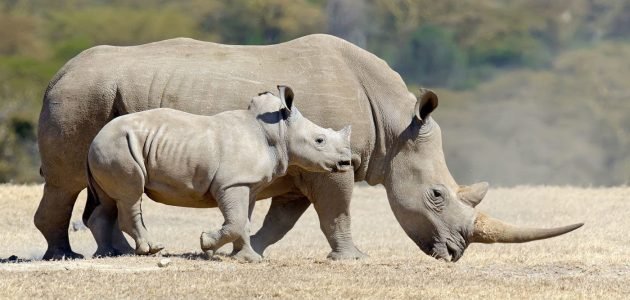 وحيد القرن هو الحيوان الوطني لأي بلد