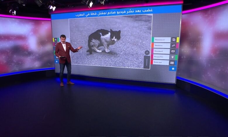 فيديو طحن القطة في الخلاط بدون حذف