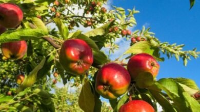 تنتج بعض النباتات الثمار مثل التفاح ،ما الوظيفة التي تقوم بها الثمرة ؟