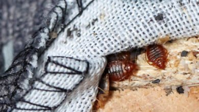 ما هي حشرة البق الفراش المنتشرة في فرنسا